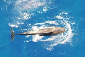 과학자들은 매일 얼마나 많은 오징어 조종사 고래가 먹는지 알고 싶었습니다. 그들이 발견한 것은 놀라운 것이었다