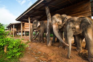 Its Time to Ban Harmful Elephant Tourism