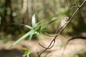 이 섬나라의 대부분의 동물은 지구상의 다른 곳에서는 발견되지 않습니다. 그리고 이제 그들은 사라지고 있습니다.