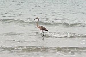 보세요: 영국 보호구역에서 탈출한 플라밍고가 프랑스에서 발견되었습니다