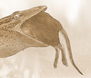 Cat-sized Jurassic reptile had the jaws of a python